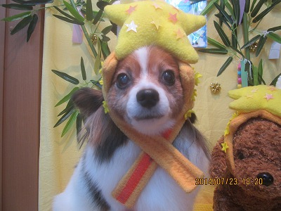 ファイル 7786-1.jpg