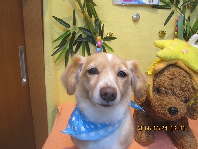 ファイル 7795-2.jpg