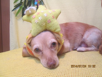 ファイル 7796-1.jpg