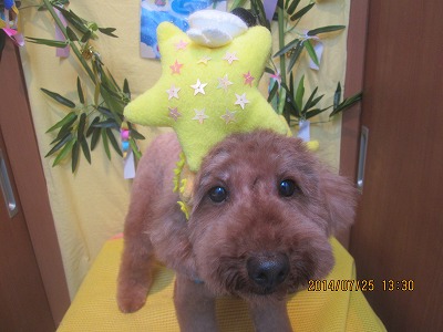 ファイル 7803-1.jpg