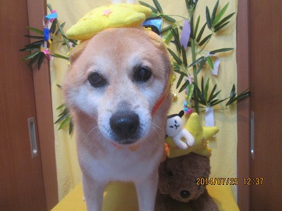 ファイル 7806-1.jpg