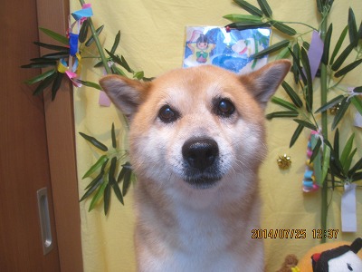 ファイル 7806-2.jpg