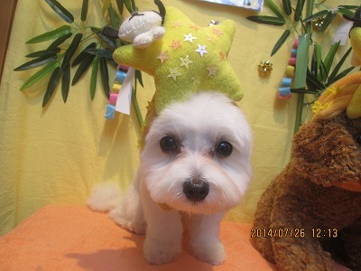 ファイル 7807-1.jpg