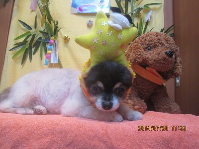 ファイル 7809-1.jpg