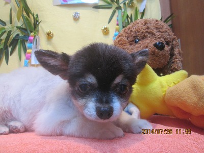 ファイル 7809-2.jpg