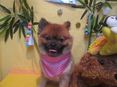 ファイル 7815-1.jpg