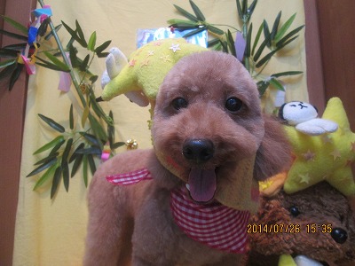 ファイル 7817-1.jpg