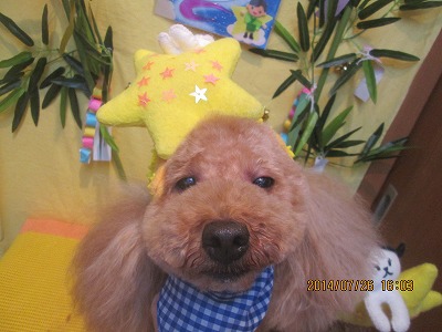 ファイル 7818-1.jpg