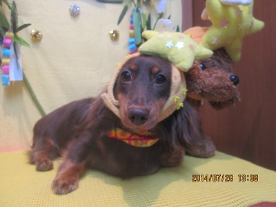 ファイル 7824-1.jpg