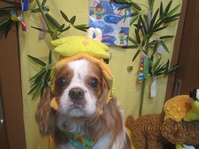 ファイル 7825-1.jpg