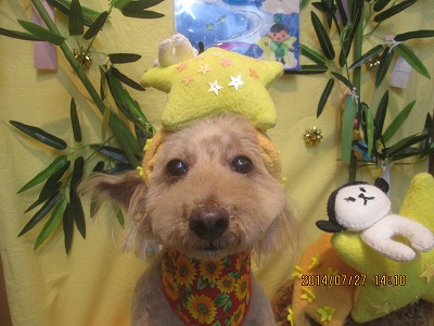 ファイル 7830-1.jpg