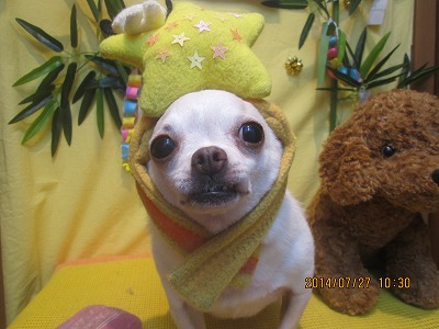 ファイル 7844-1.jpg