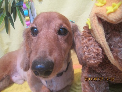 ファイル 7847-1.jpg