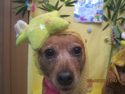 ファイル 7848-1.jpg