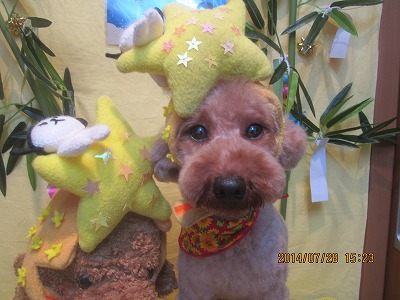 ファイル 7850-1.jpg