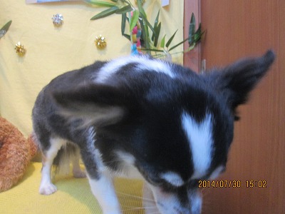 ファイル 7878-2.jpg