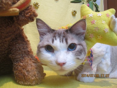 ファイル 7880-1.jpg