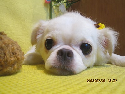 ファイル 7883-1.jpg