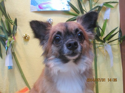 ファイル 7884-1.jpg