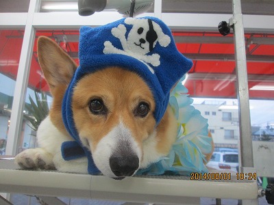 ファイル 7895-1.jpg