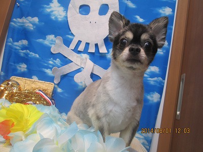 ファイル 7896-1.jpg