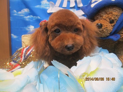 ファイル 7970-2.jpg