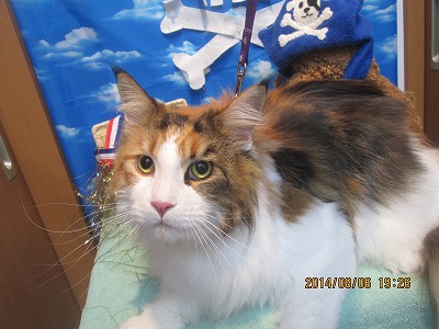 ファイル 7971-2.jpg