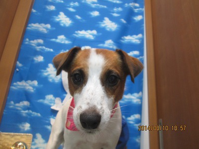 ファイル 8021-2.jpg