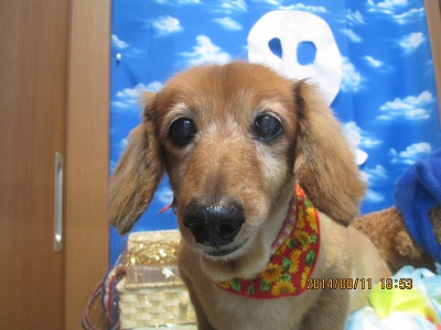 ファイル 8031-1.jpg