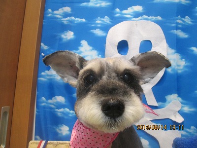 ファイル 8055-2.jpg