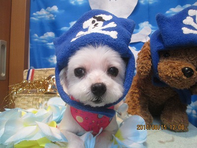 ファイル 8065-1.jpg