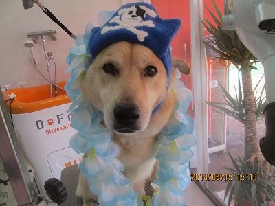 ファイル 8070-1.jpg