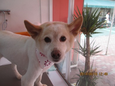 ファイル 8077-2.jpg