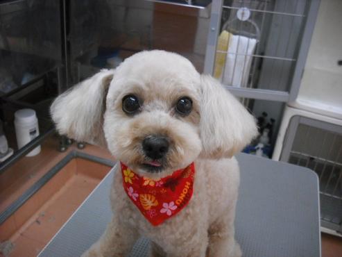 ファイル 809-1.jpg