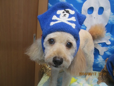 ファイル 8103-1.jpg