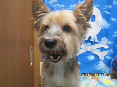 ファイル 8107-1.jpg