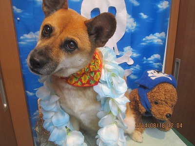 ファイル 8113-2.jpg