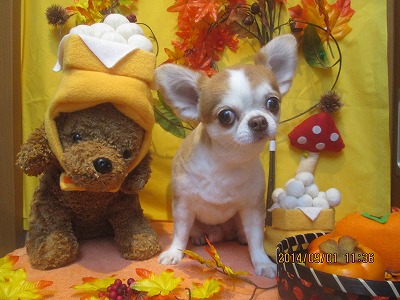 ファイル 8128-1.jpg