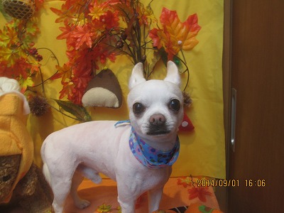 ファイル 8131-2.jpg