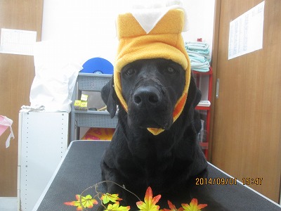 ファイル 8135-1.jpg