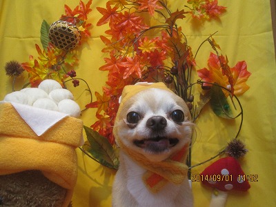 ファイル 8137-1.jpg