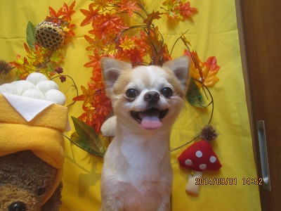 ファイル 8137-2.jpg