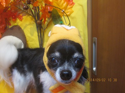 ファイル 8139-1.jpg