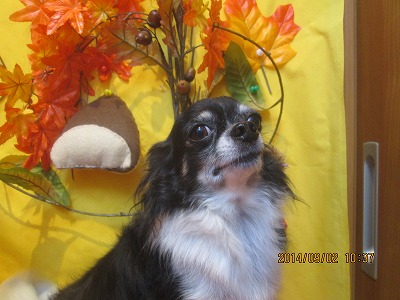 ファイル 8139-2.jpg