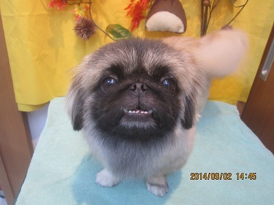 ファイル 8141-2.jpg