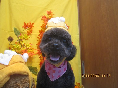 ファイル 8142-1.jpg