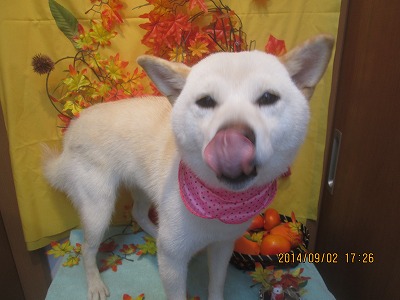 ファイル 8143-2.jpg