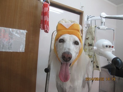 ファイル 8144-2.jpg