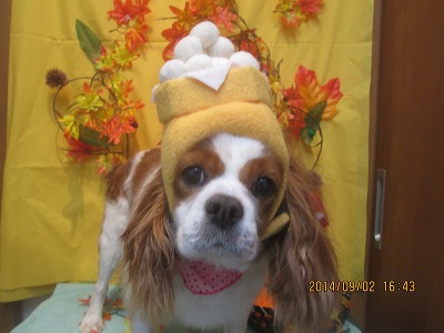 ファイル 8146-1.jpg