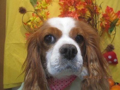 ファイル 8146-2.jpg